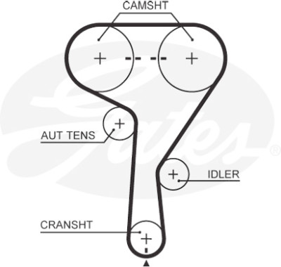 Courroie crantée