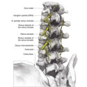 Support, stabilisateur CAUTEX/FACET 462464